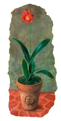 Adinkra Orchid
