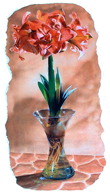 Floral Orange Amaryllis