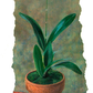 Adinkra Orchid