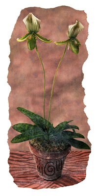Green Orchid