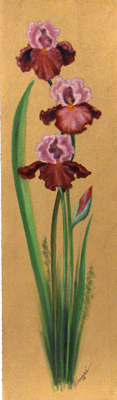 Iris Burgundy