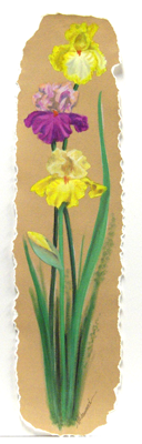 Iris Yellow