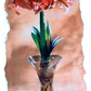 Floral Orange Amaryllis